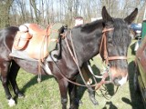 Poznań: Zobacz konie, które brały udział w Dniach Ułana. Delta, Parej i Rokita [ZDJĘCIA]