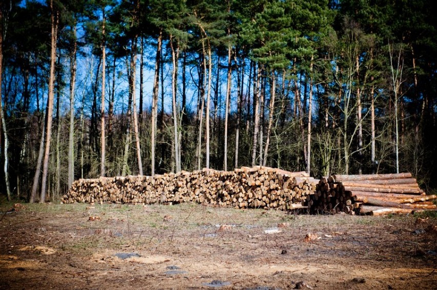 W Modliszewku wycięto niespełna 50 ha lasu!
