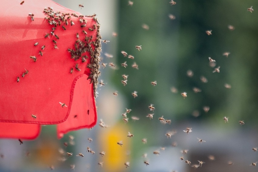 W centrum Słupska pojawią się ratuszowe pszczoły? Ma powstać miejska pasieka