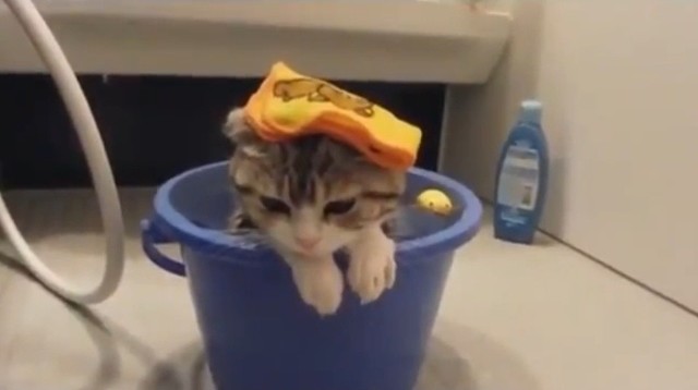 Wodne koty - printscreen z filmiku na YouTube