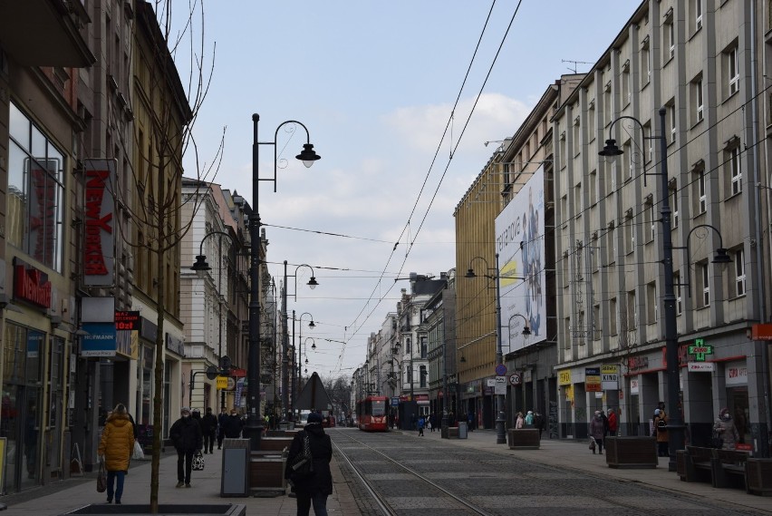 Nowe drzewa na ulicy 3 Maja w Katowicach