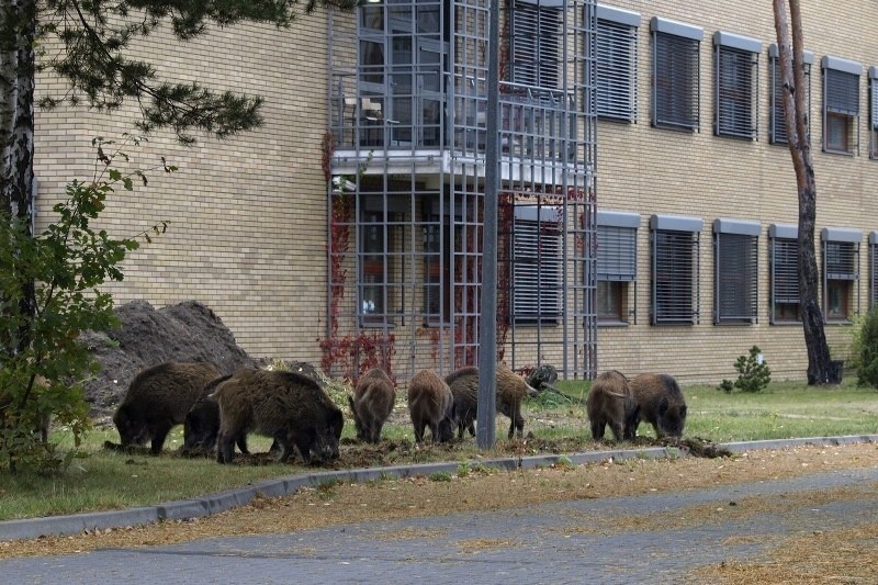 Poznań: Wataha dzików grasuje na terenie kampusu UAM na Morasku [ZDJĘCIA]