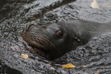 Z wody szkockiej do polskiej. Nowa uchatka w łódzkim zoo [ZDJĘCIA]