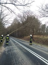 Przewrócone drzewo w Czapielsku i Jodłownie. Strażacy ostrzegają przed silnym wiatrem