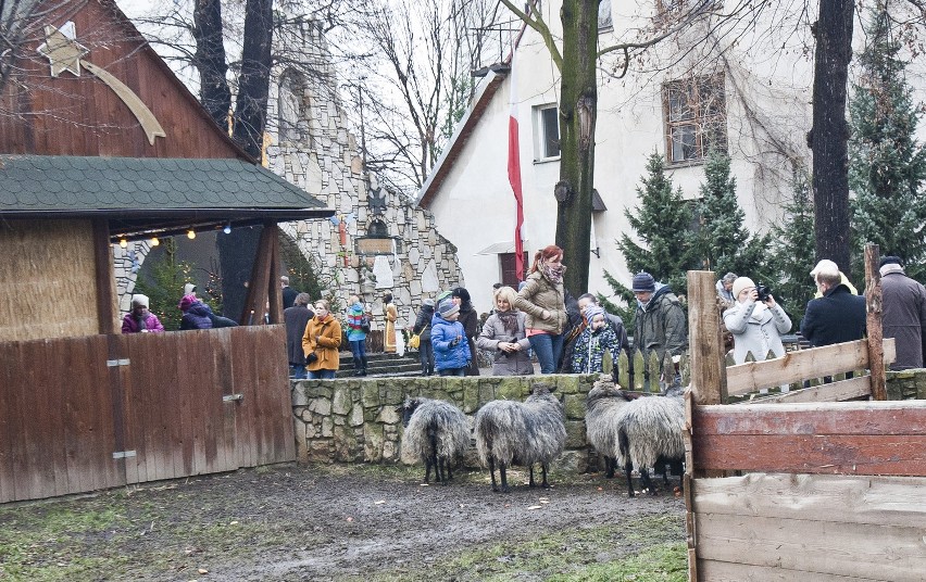 Zobacz wrocławskie szopki bożonarodzeniowe (ZDJĘCIA)