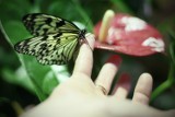 Łódź: zoo pełne motyli (FILM)