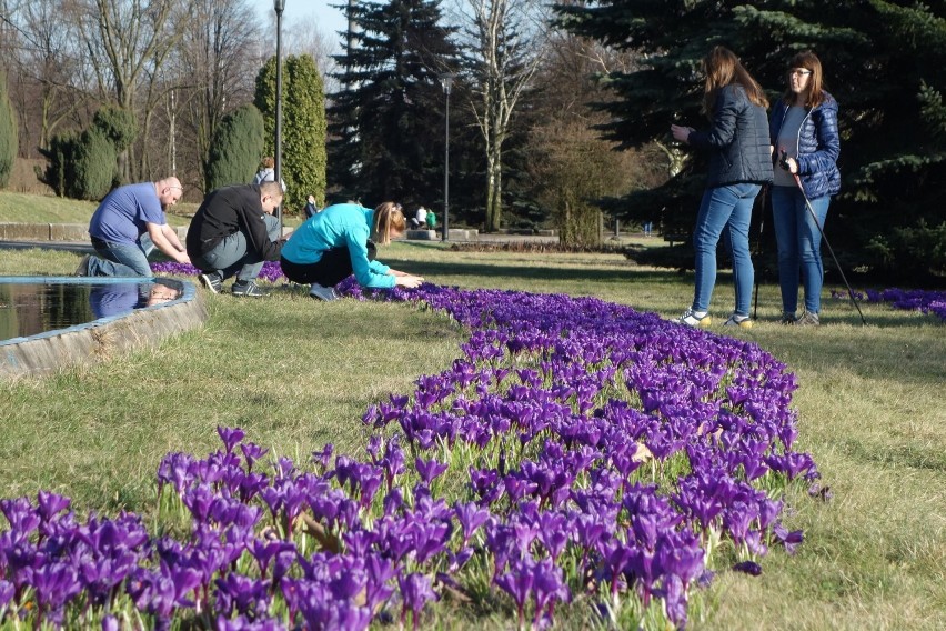 Tysiące krokusów zakwitło w ogrodzie różanym Parku Śląskiego...