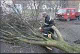 Lubelskie: Porywisty wiatr powala drzewa na drogi