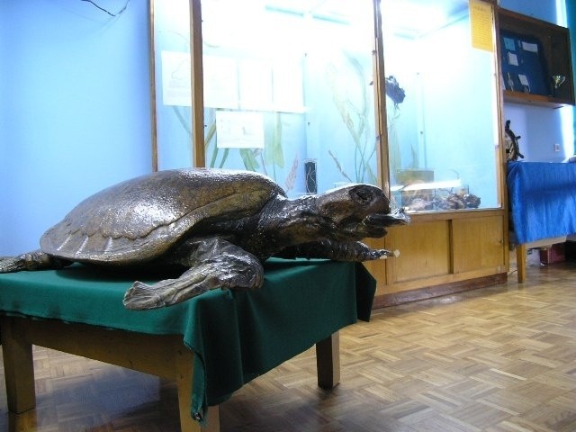 Żółw morski i rekin w Muzeum Fauny i Flory w Jaworzu [ZDJĘCIA]