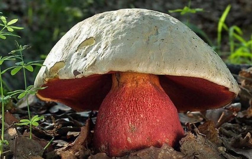 Borowik szatański (Rubroboletus satanas) - trujący...