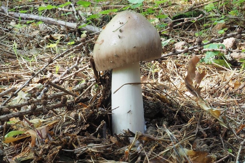 Muchomor wielkopochwowy (Amanita magnivolvata) -jadalny...