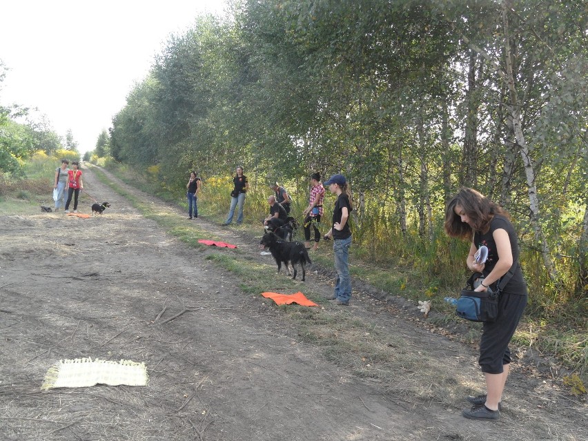 Wesoła Łapka szkoli psy schroniskowe w Rudzie Śląskiej. Wolontariusze pomagają