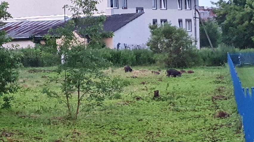 Dziki grasują w centrum Chrzanowa. Mieszkańcy boją się wychodzić z domów. Niełatwo będzie pozbyć się zwierząt 