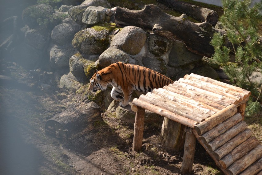 Sieroczyn. Tygrys w ogrodzie zoologicznym przy Canpolu