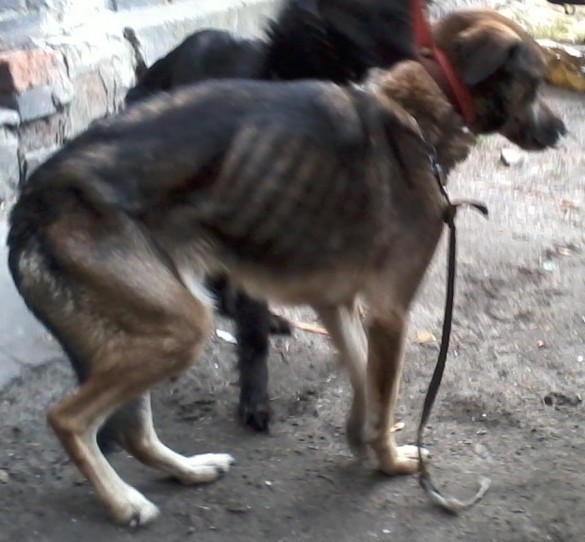 KRÓTKO: Strażnicy miejscy uwolnili psy przetrzymywane w piwnicy domu przy ul. Sitki w Zabrzu ZDJĘCIA