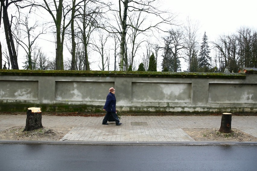 Wycinka kasztanowców w Piotrkowie