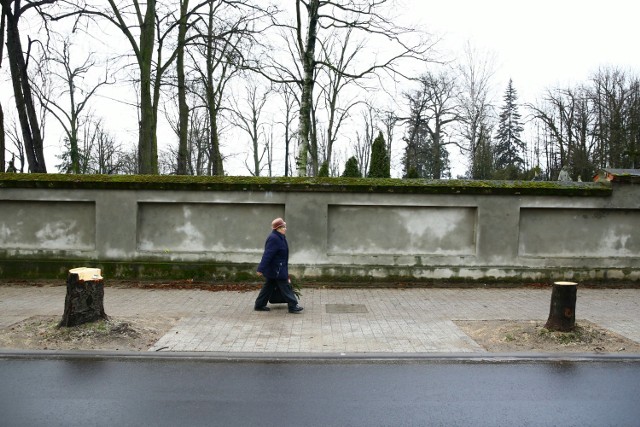 Wycinka kasztanowców w Piotrkowie