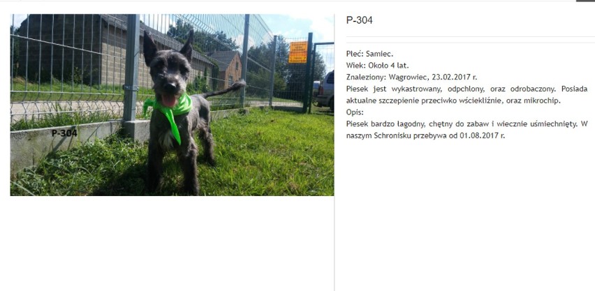 Schronisko "Cywil" w Rybowie zaprasza do adopcji psiaków. One czekają na kochający dom 