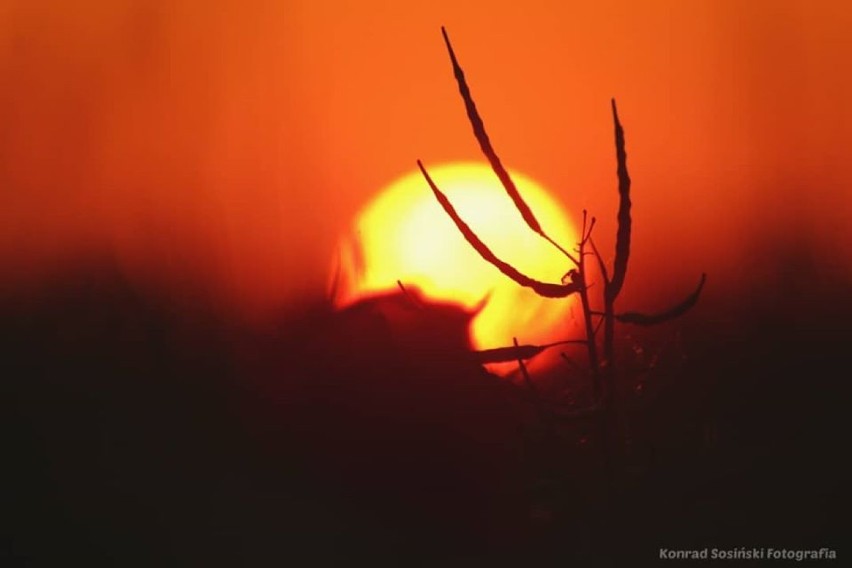 Żuławy w obiektywie. Zobacz te maki i zachód słońca uchwycone przez fotografa z Nowego Stawu
