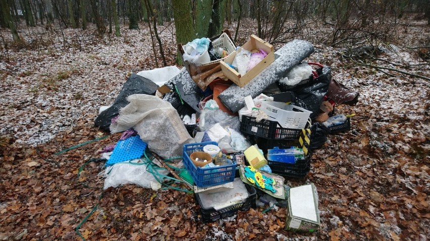 Leśniczy Zakładu Lasów Poznańskich zgłosił straży miejskiej,...