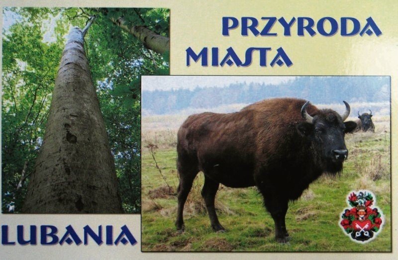 Nie żyje ostatni żubroń na Dolnym Śląsku | Gazeta Wrocławska