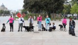 Spacer z psami cane corso. Pierwszy dzień IV Pikniku Cane Corso Italiano