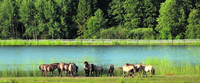 Amerykański koncern zapewnia, że w trakcie poszukiwań złóż gazu nie zniszczy pięknego krajobrazu Roztocza