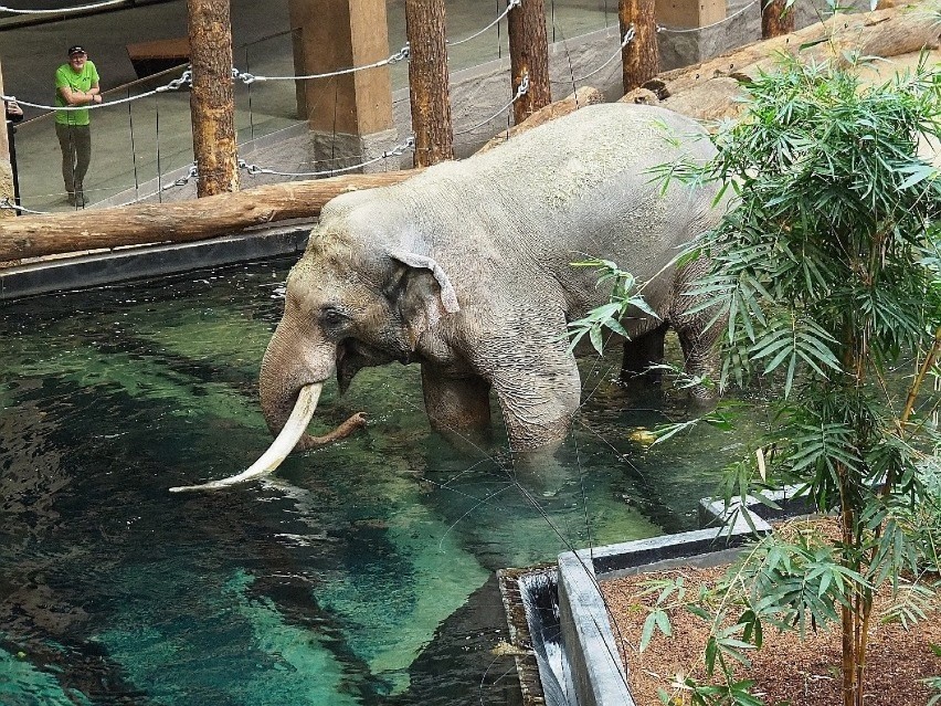Taru ma zaledwie dziewięć lat i waży dwie tony. Młody słoń zamieszkał w Orientarium w łódzkim zoo 