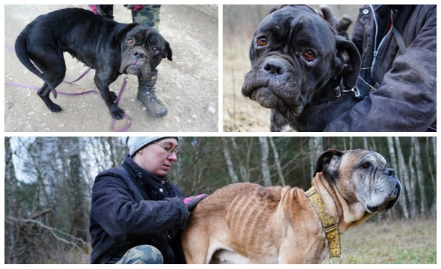 Koszmar psów rasy Cane Corso spod Pleszewa. Zwierzęta bardzo powoli dochodzą do siebie. Była właścicielka zgotowała im prawdziwe piekło