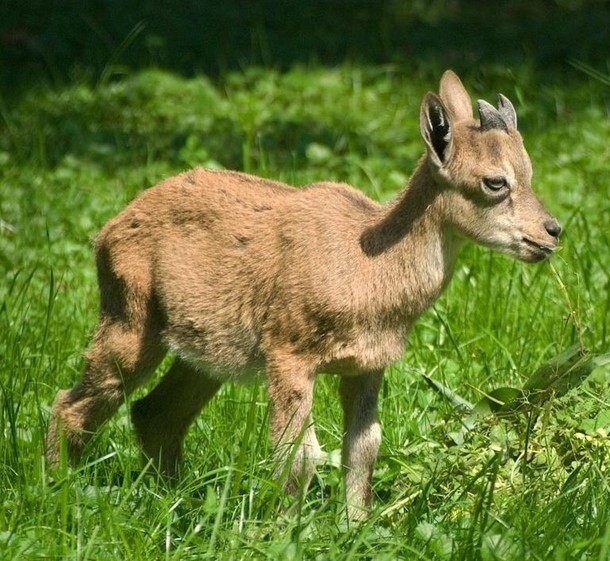 Ogród zoologiczny w Krakowie