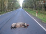 Uwaga kierowcy! Trwa akcja inwentaryzacji zwierząt. Więcej zwierzyny na drogach