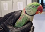 Szczęśliwy finał historii zaginionej papugi. Odnalazł się jej prawowity właściciel i „Koko” wrócił do domu ZDJĘCIA