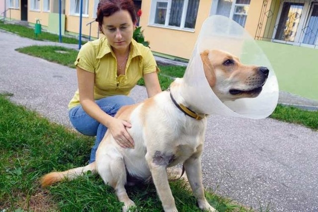 Biegający bez kagańca pitbull poważnie pokąsał labradora pani Danuty.