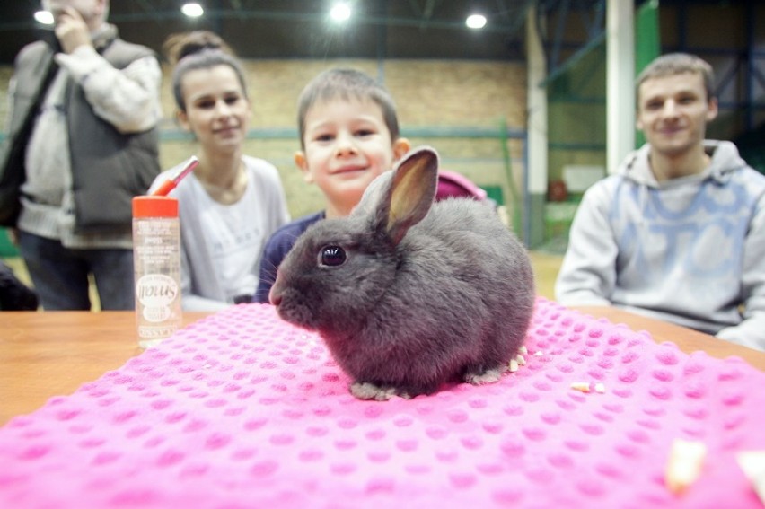 Pochwal się swoim zwierzątkiem w Legnicy [ZDJĘCIA]