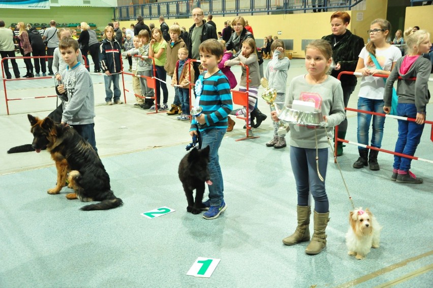 Ponad 100 psów różnych ras na wystawie w Wieluniu