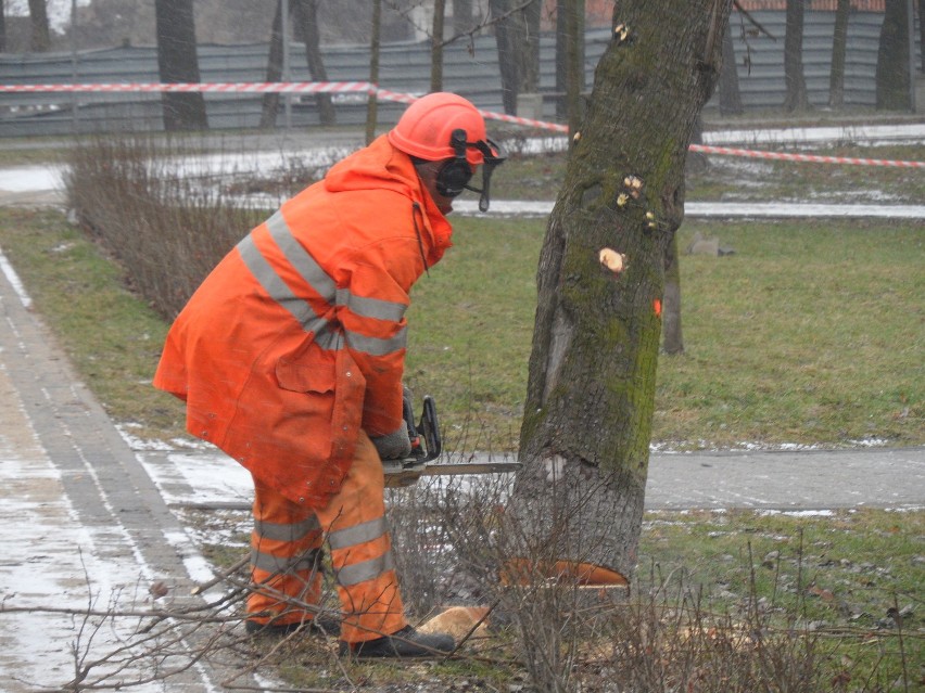 Dąbrowa Górnicza: Wycięli ponad 20 drzew pod Aldi, ale mieszkańcy uratowali inne parki 