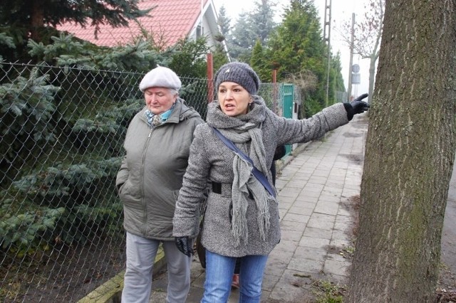 Na Żorskiej w Poznaniu zebrała się grupa obrońców drzew - prawie 100 około 60-letnich zdrowych jesionów, które ZDM planuje wyciąć