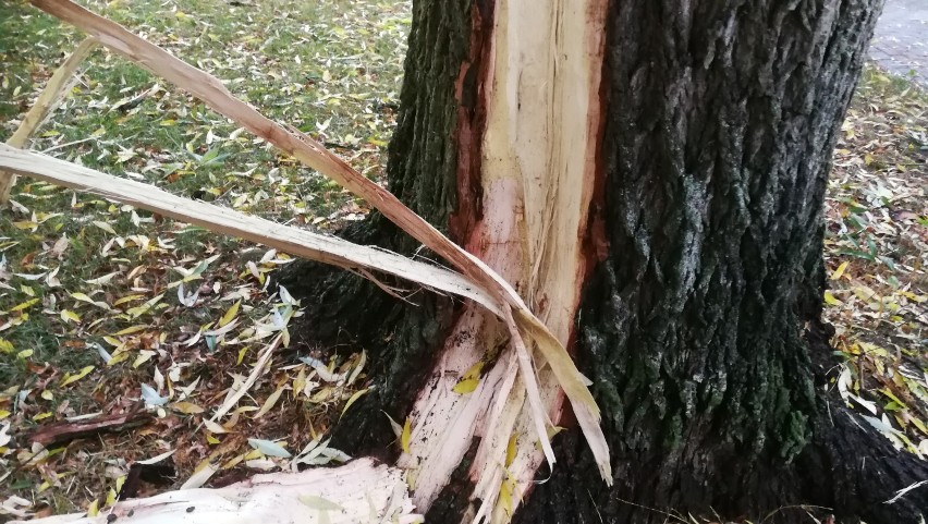 Burza nad Włocławkiem. Piorun uderzył w drzewo na ul. Wesołej [zdjęcia]