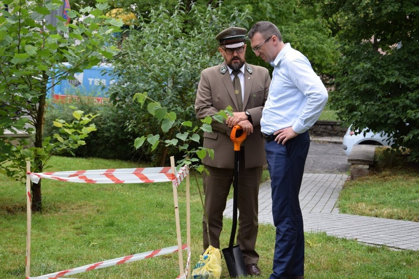 Lipa drobnolistna stanęła na skwerze Herberta, naprzeciwko...