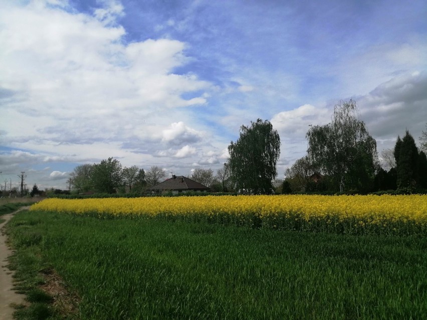 Pola rzepaku pięknie kwitną w rejonie Wielunia ZDJĘCIA