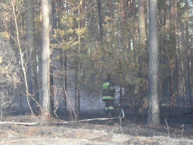 Pożar lasu pod Częstochową