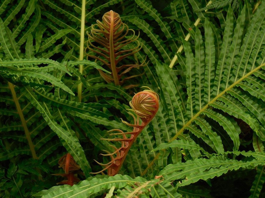 Nefrolepis wyniosły (Nephrolepis Exaltata)