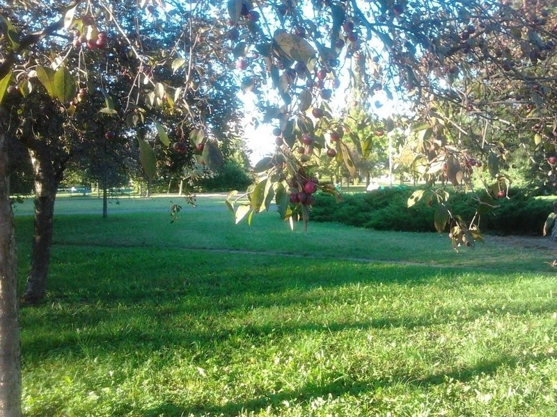 Park im. Władysława Czarneckiego na os. Przyjaźni