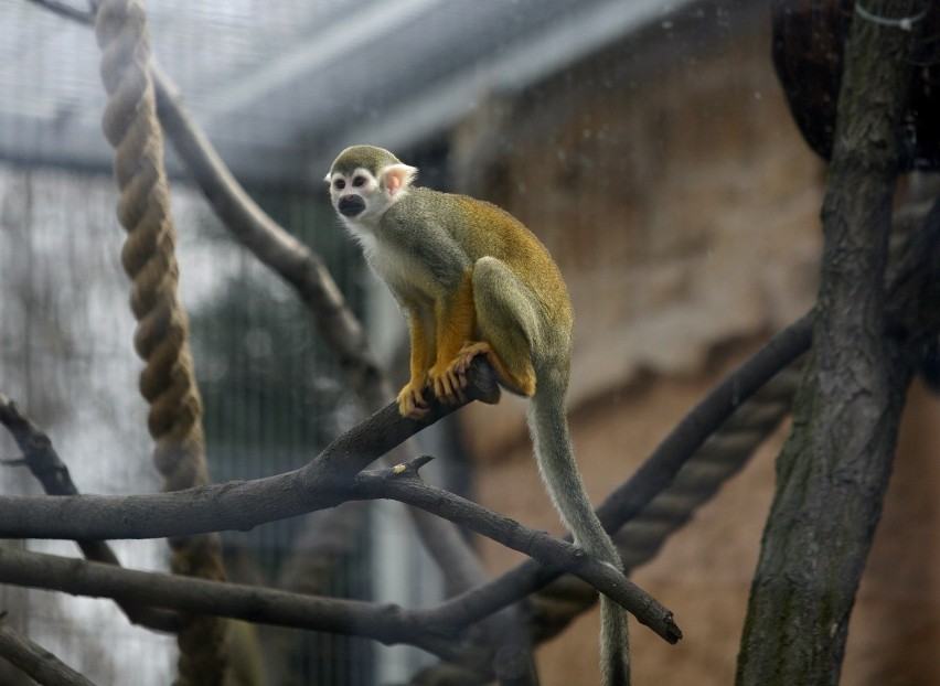 Odwiedzamy chorzowskie zoo [FOTOREPORTAŻ DZ]