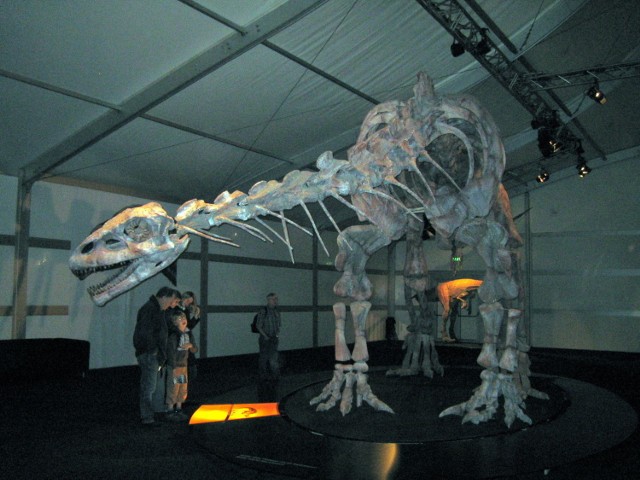 We Frankfurcie nad Menem możemy zobaczyć wielką wystawę dinozaur&oacute;w zorganizowaną przez siedem argentyńskich muze&oacute;w przyrodniczych pod auspicjami CONICET. Na zdjęciu   Gigantosaurus. Fot. Isabella Degen
