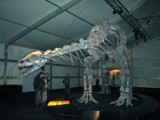 Wielka wystawa argentyńskich dinozaurów we Frankfurcie