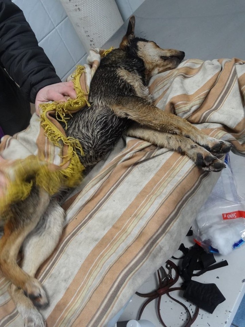 Lgota Górna: Pies umierał w cierpieniach w rowie w nylonowym worku