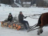 W Złatnej w Beskidach konie &quot;rwały&quot; na festiwalu