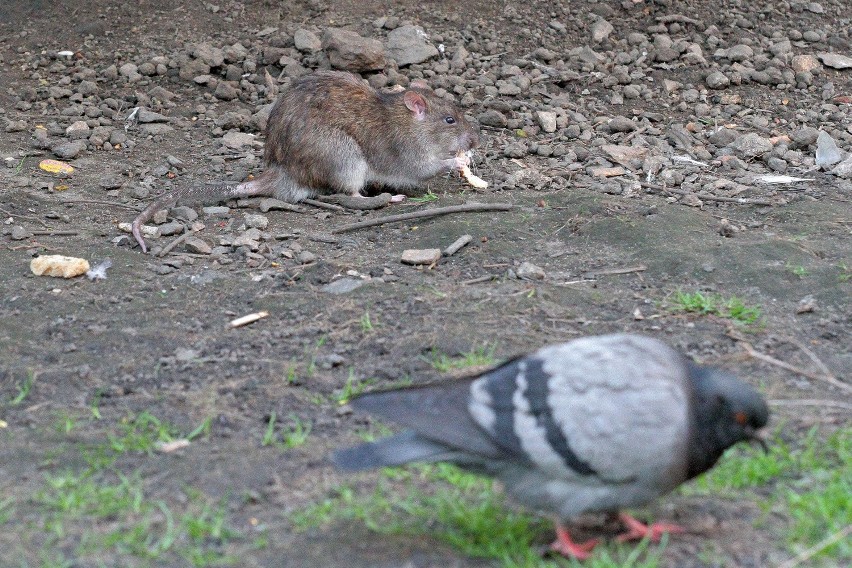 Kraków może mieć poważny problem ze szczurami [ZDJĘCIA]