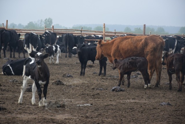 Krowy z Ciecierzyc przebywają w sąsiedztwie Warty, na wysokości Czechowa.